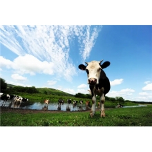 風吹草地見牛羊？NO! 還能見我們的廚房設備